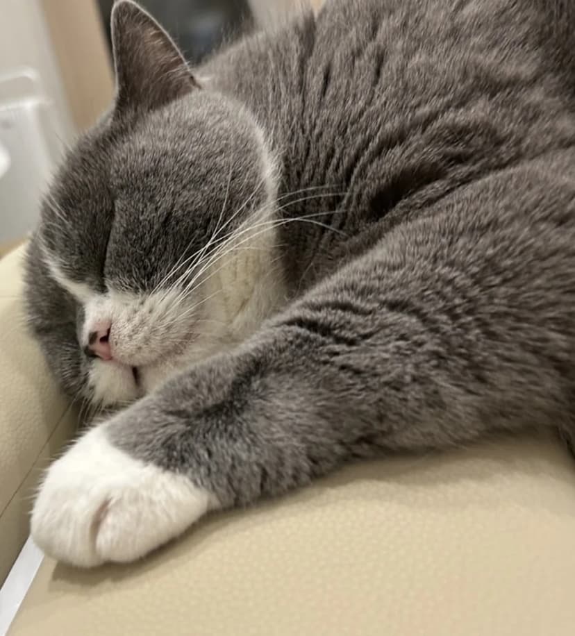 ココペリを愛用する猫